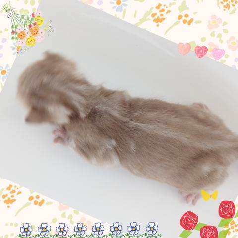 ベンガル