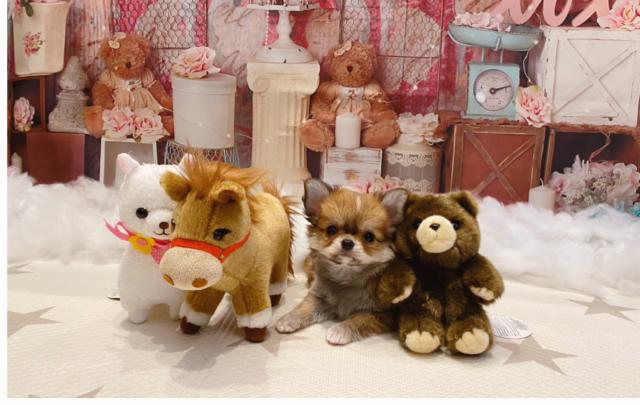 チワワ（ロングコート）