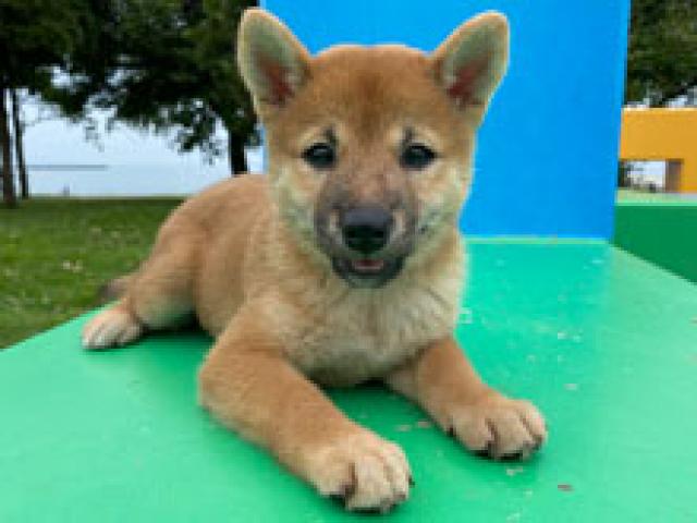 柴犬