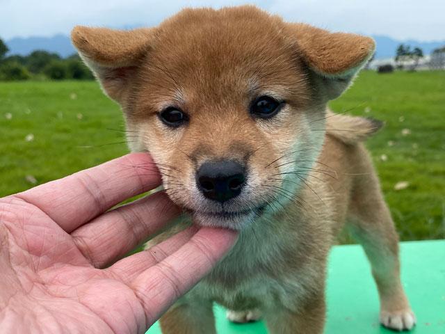 柴犬