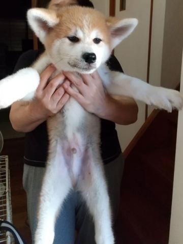 秋田犬