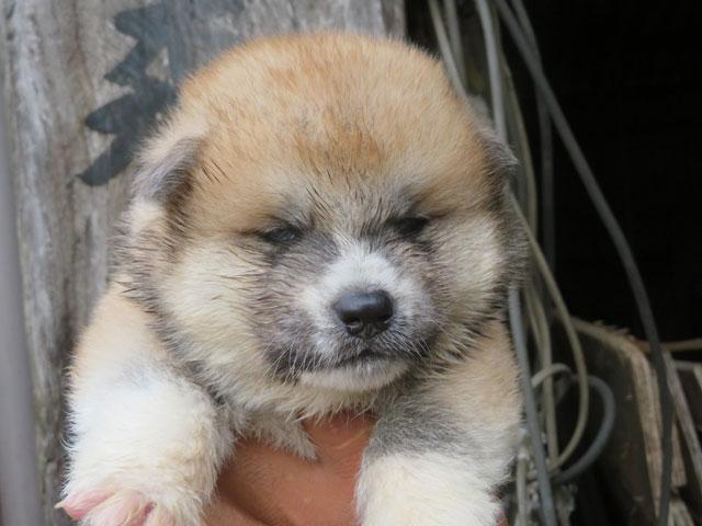 秋田犬