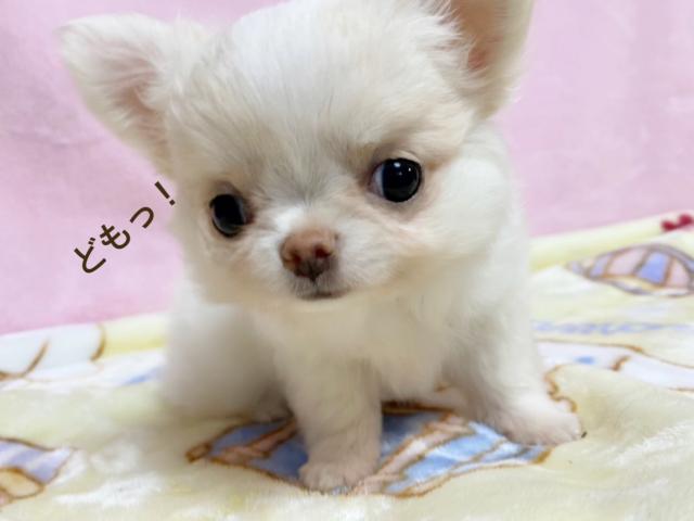 チワワ（ロングコート）