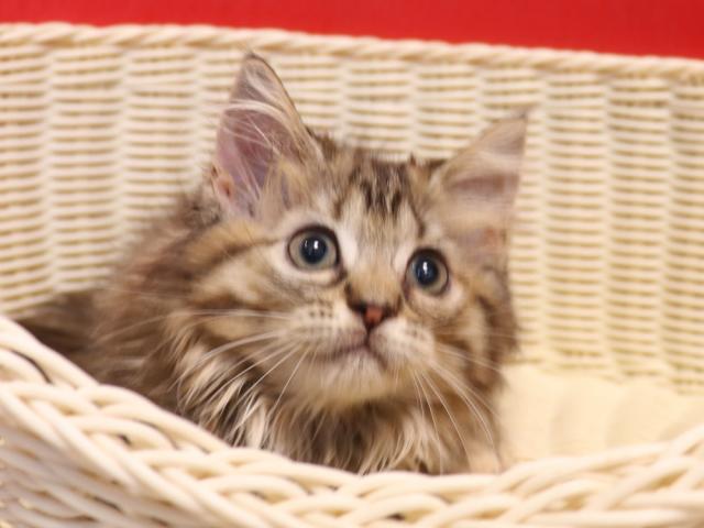 ミヌエット（旧ナポレオン）