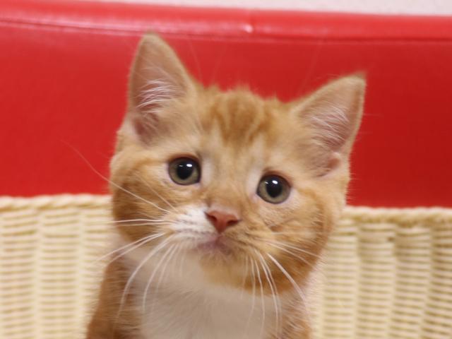 スコティッシュフォールド