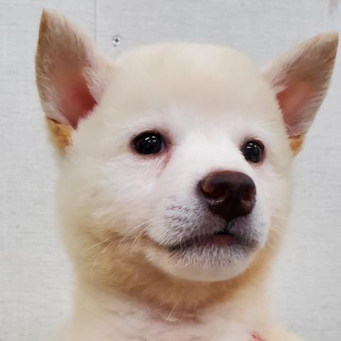 柴犬