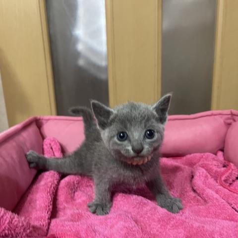 ロシアンブルー