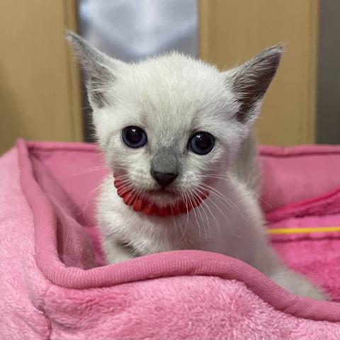 ロシアンブルー