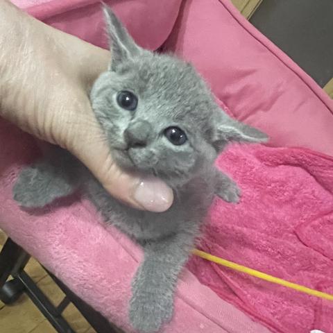 ロシアンブルー