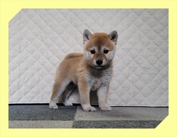 柴犬
