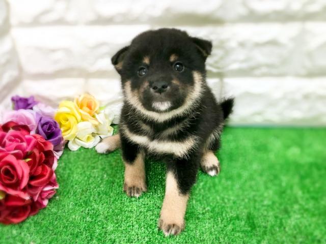 柴犬