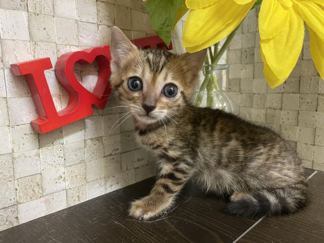 ベンガル