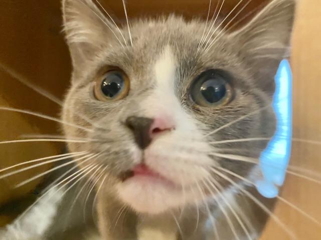 ラムキン
