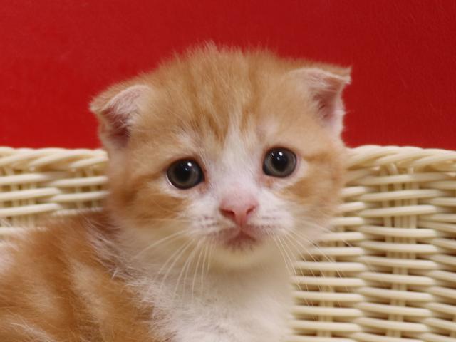 スコティッシュフォールド