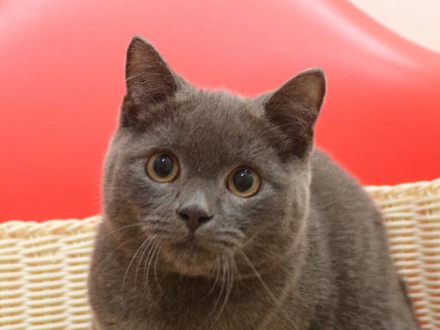 スコティッシュフォールド