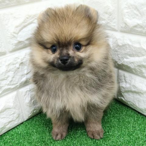 ポメラニアン