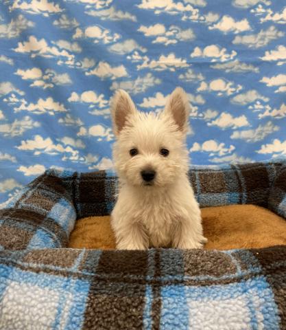 ウエストハイランドホワイトテリア