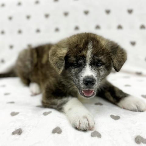 秋田犬