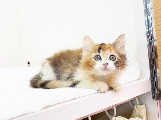 ノルウェージャンフォレストキャット
