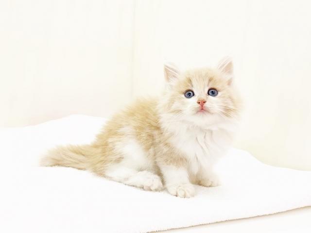 ノルウェージャンフォレストキャット