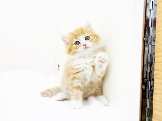 スコティッシュフォールド