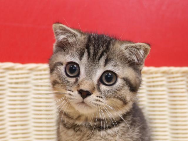 ミヌエット（旧ナポレオン）