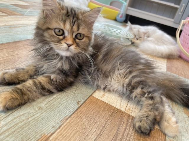 ミヌエット（旧ナポレオン）