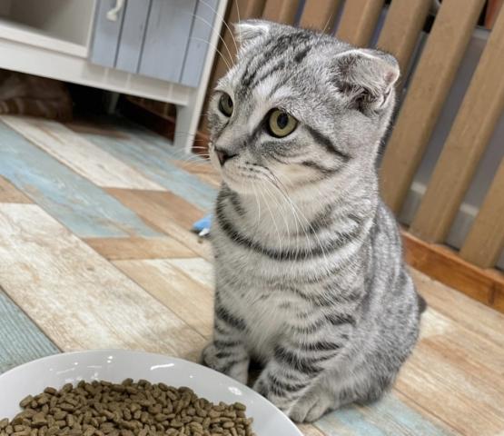 スコティッシュフォールド