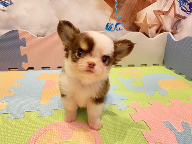 チワワ（ロングコート）