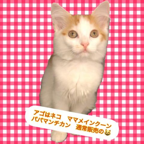 アゴはネコ ﾈｺ専門店代々木駅１分通常販売子猫 里親譲渡ネコ保護猫 東京都 子犬や子猫たちのペット販売情報が満載 ペットステーション