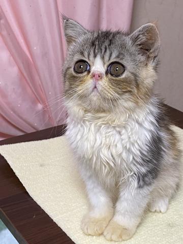 エキゾチックショートヘアー