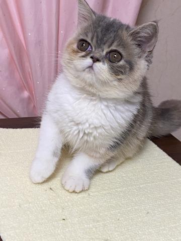 エキゾチックショートヘアー