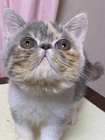 エキゾチックショートヘアー
