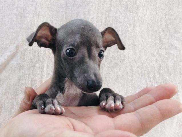 かねだい市原 千葉県 子犬や子猫たちのペット販売情報が満載 ペットステーション