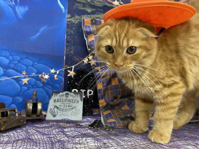 メインクーン - 子犬や子猫たちのペット販売情報が満載「ペット