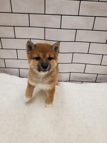 柴犬