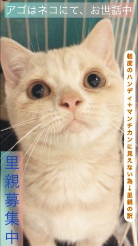 子犬や子猫たちのペット販売情報が満載「ペットステーション」