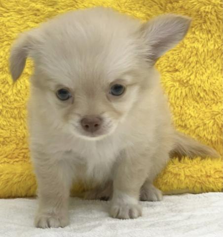 かねだい 横浜店 神奈川県 子犬や子猫たちのペット販売情報が満載 ペットステーション かねだい 横浜店 神奈川県 子犬や子猫たちのペット販売情報が満載 ペットステーション