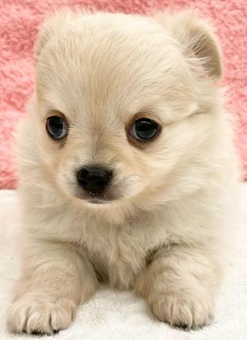 かねだい 横浜店 神奈川県 子犬や子猫たちのペット販売情報が満載 ペットステーション かねだい 横浜店 神奈川県 子犬や子猫たちのペット販売情報が満載 ペットステーション