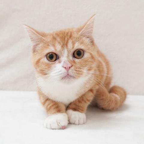 マンチカン