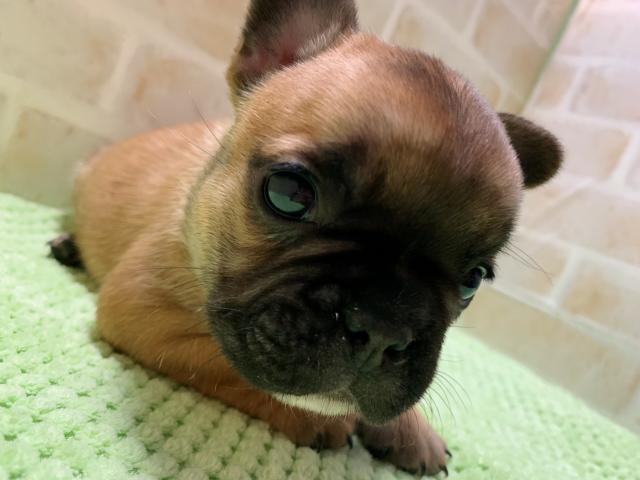 フレンチブルドッグママさんラストベビー✧‧˚