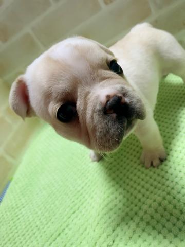 フレンチブルドッグママさんラストベビー✧‧˚