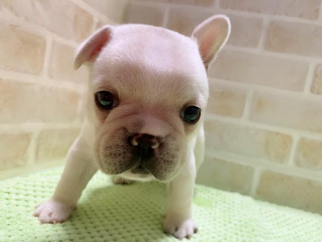 フレンチブルドッグママさんラストベビー✧‧˚