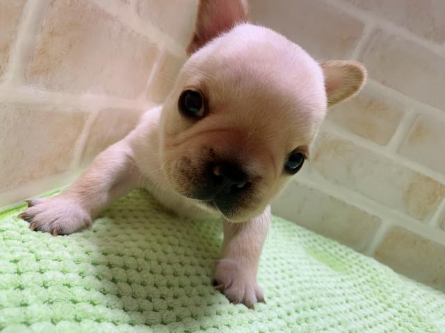 フレンチブルドッグママさんラストベビー✧‧˚