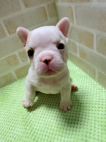 フレンチブルドッグママさんラストベビー✧‧˚