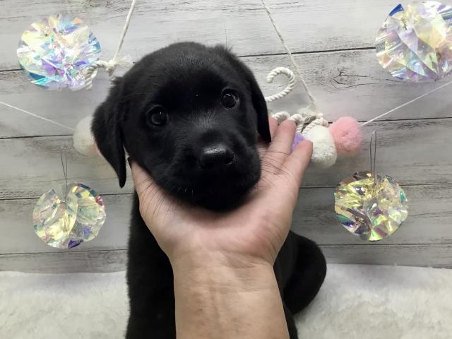 ラブラドールレトリーバー