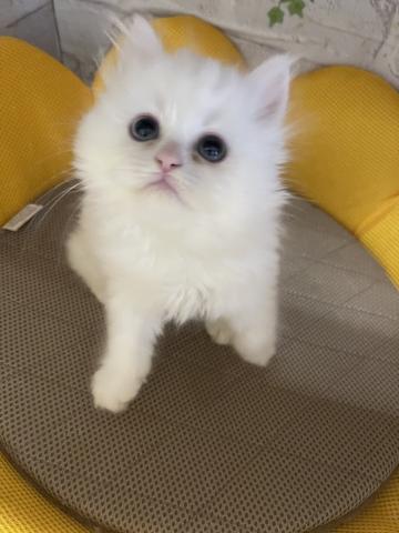 マンチカン長足