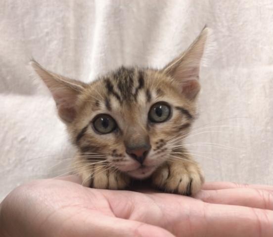 かねだい市原 千葉県 子犬や子猫たちのペット販売情報が満載 ペットステーション