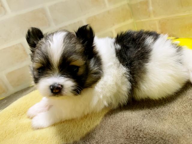 ポメラニアン可愛いパーティー兄妹✧‧˚