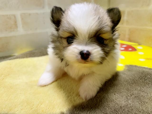 ポメラニアン可愛いパーティー兄妹✧‧˚